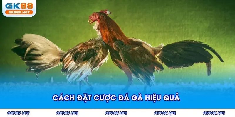Cách đặt cược đá gà hiệu quả