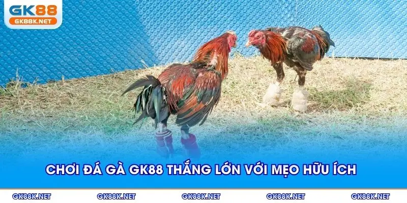 Chơi đá gà GK88 thắng lớn với các mẹo hữu ích
