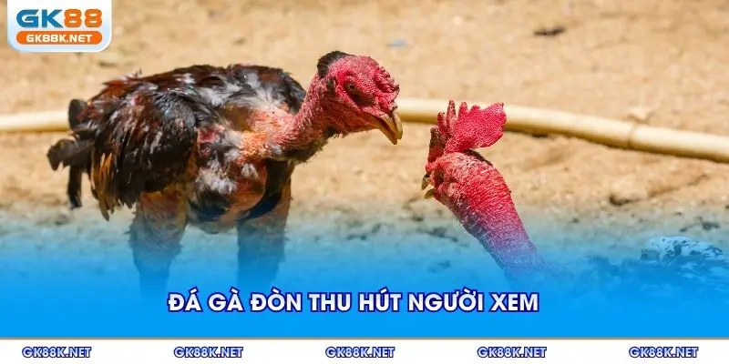Đá gà đòn thu hút người xem