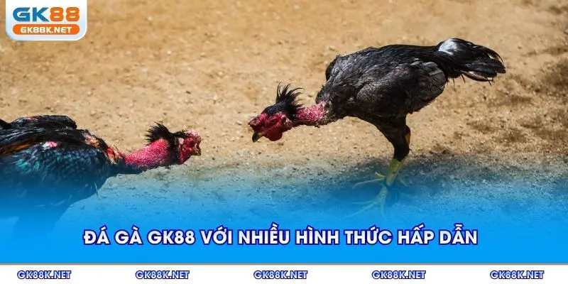Đá gà GK88 với nhiều hình thức hấp dẫn