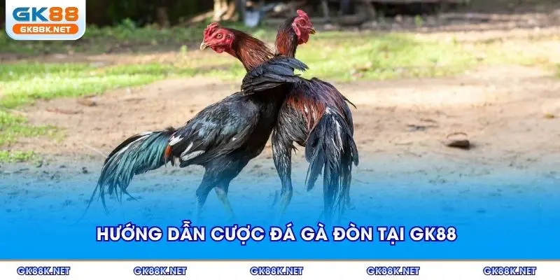 Hướng dẫn cược đá gà đòn tại GK88