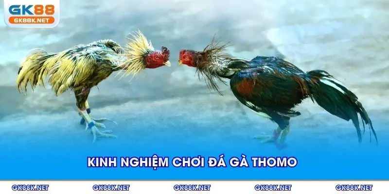 Kinh nghiệm chơi đá gà Thomo