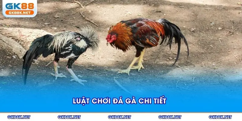 Luật chơi đá gà chi tiết