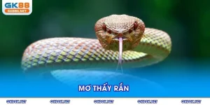 mo-thay-ran