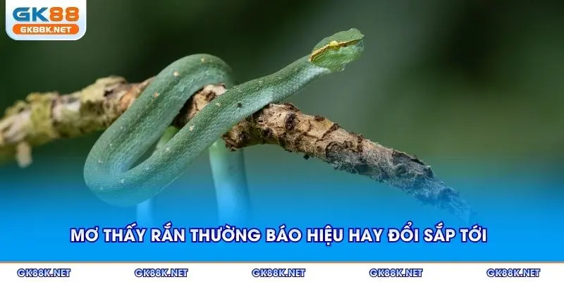 Mơ thấy rắn thường báo hiệu những thay đổi sắp tới