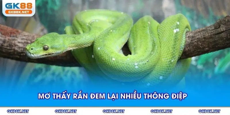 Mơ thấy rắn đem lại nhiều thông điệp khác nhau