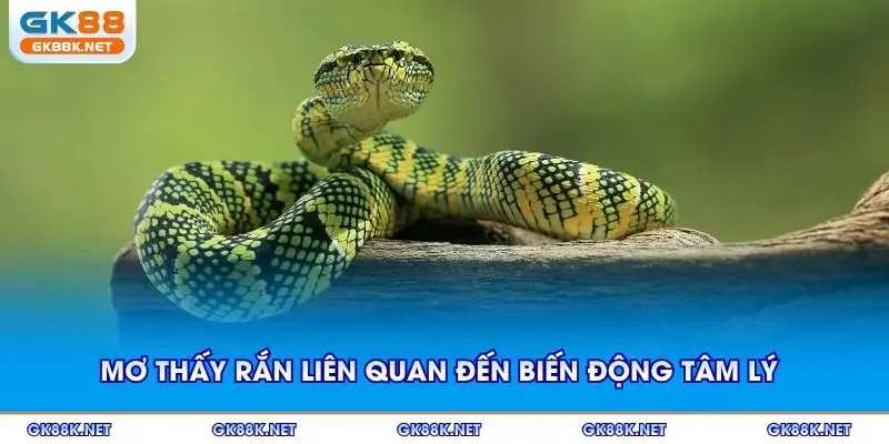 Mơ thấy rắn liên quan đến những biến động tâm lý