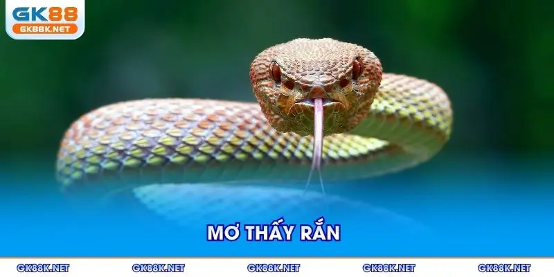 mo-thay-ran